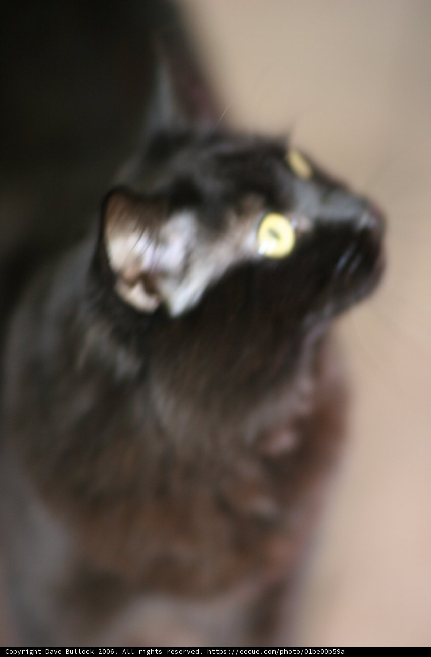 Inquisitive Black Cat