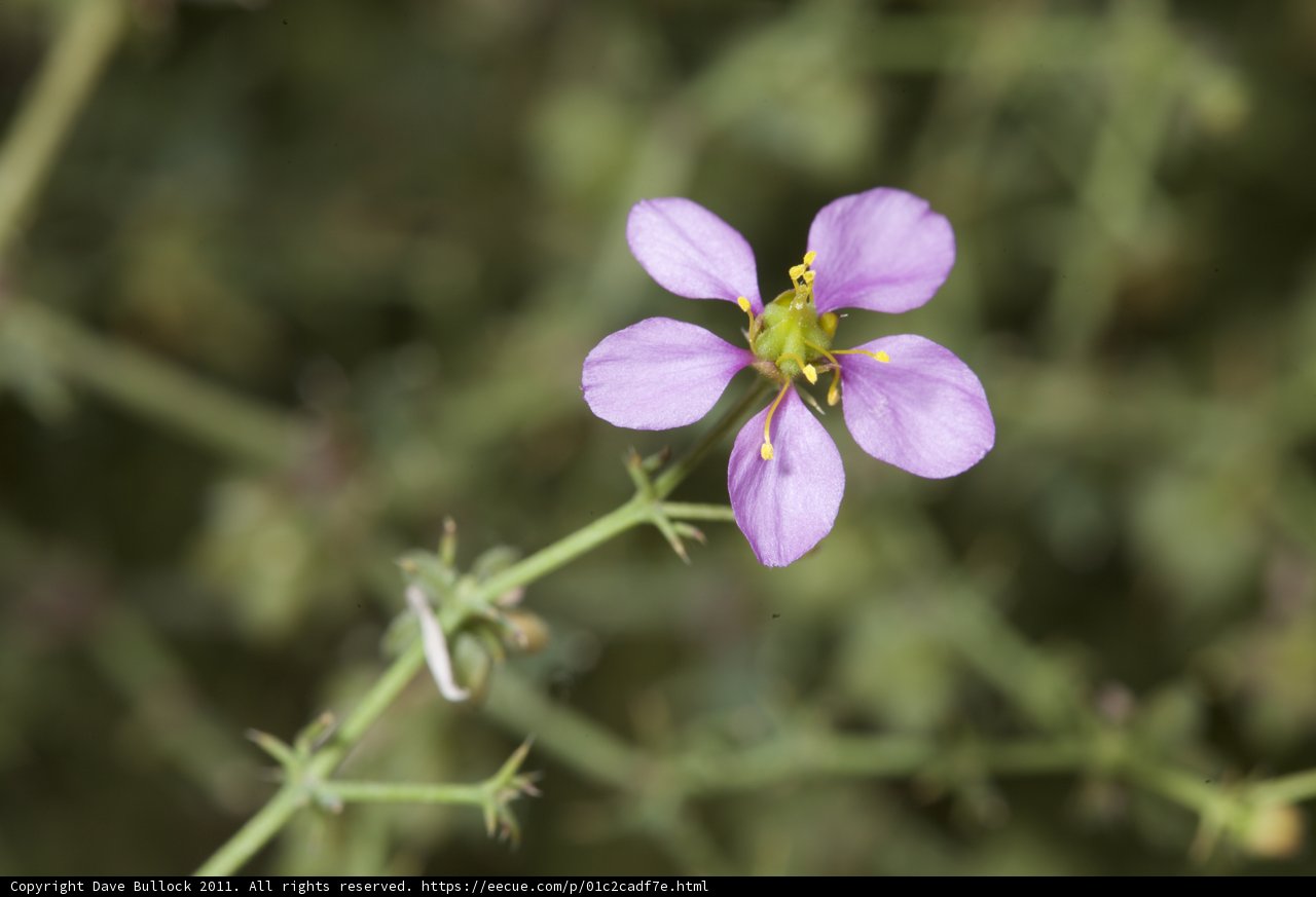 Solitary Radiance
