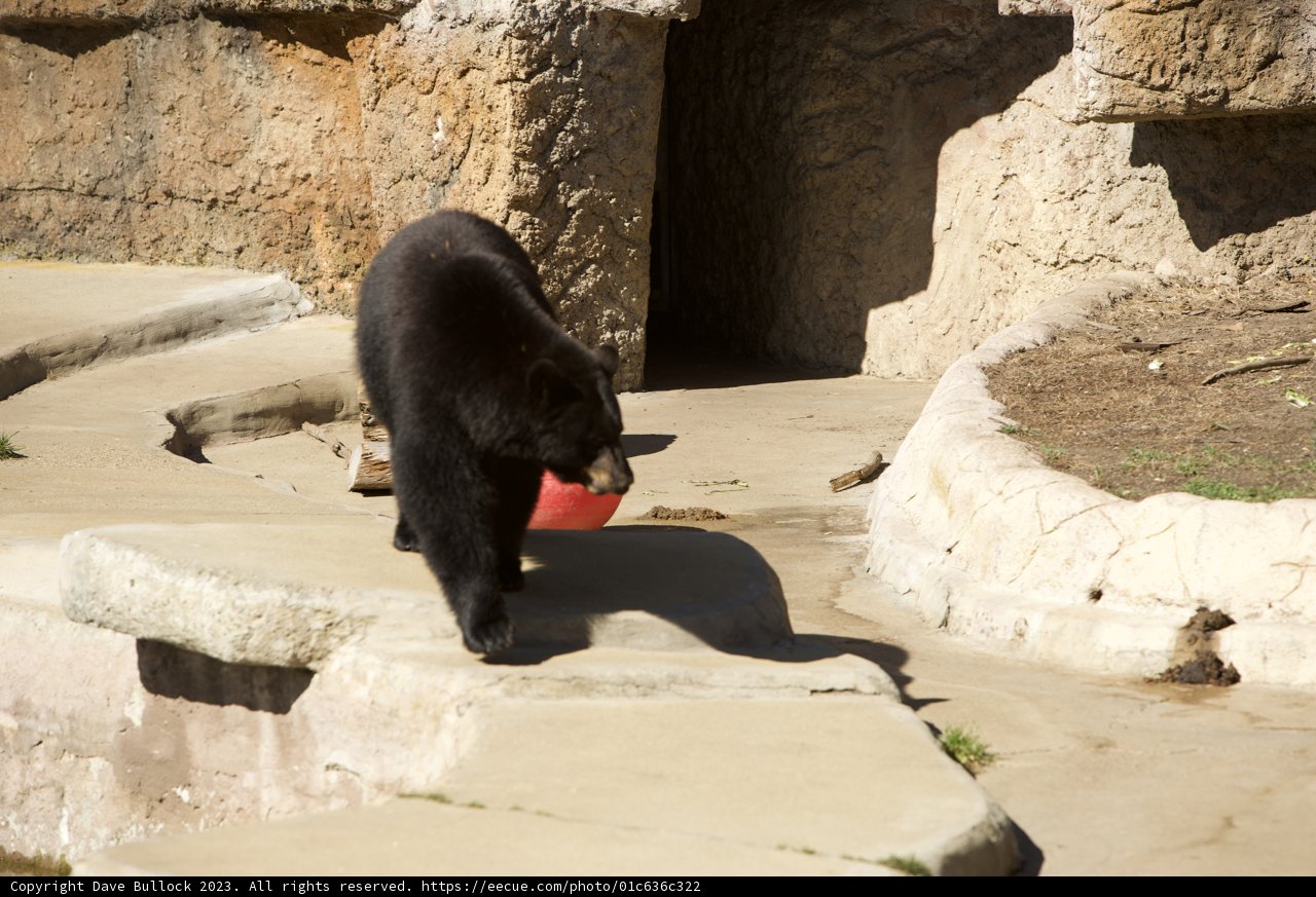 The Urban Wanderer: Encounter with a Black Bear