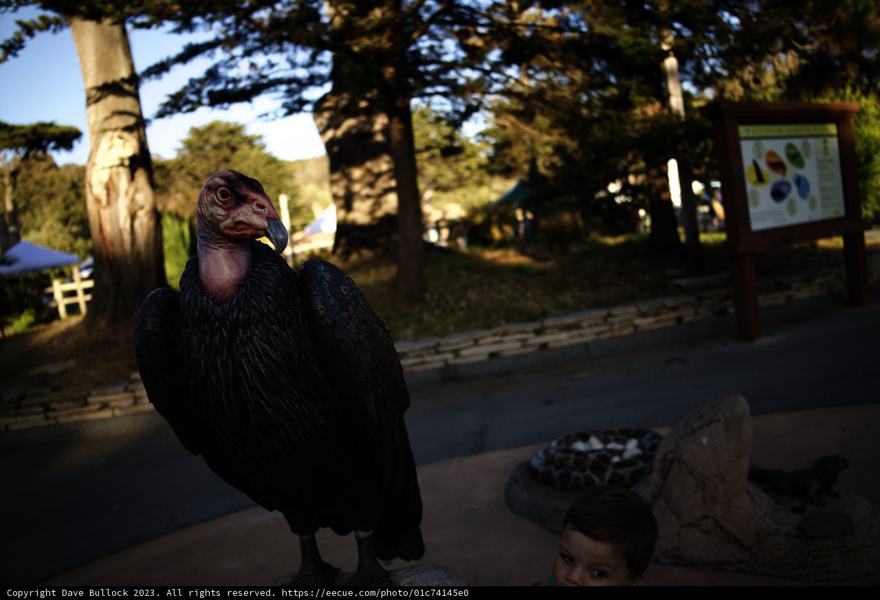 Encounter with the Vulture at Delores Park