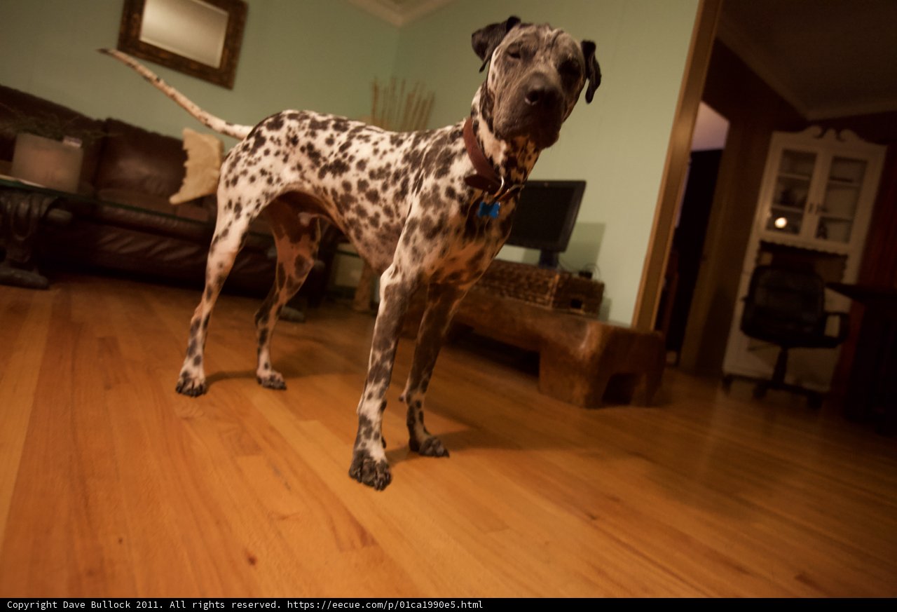 Dalmatian Pose