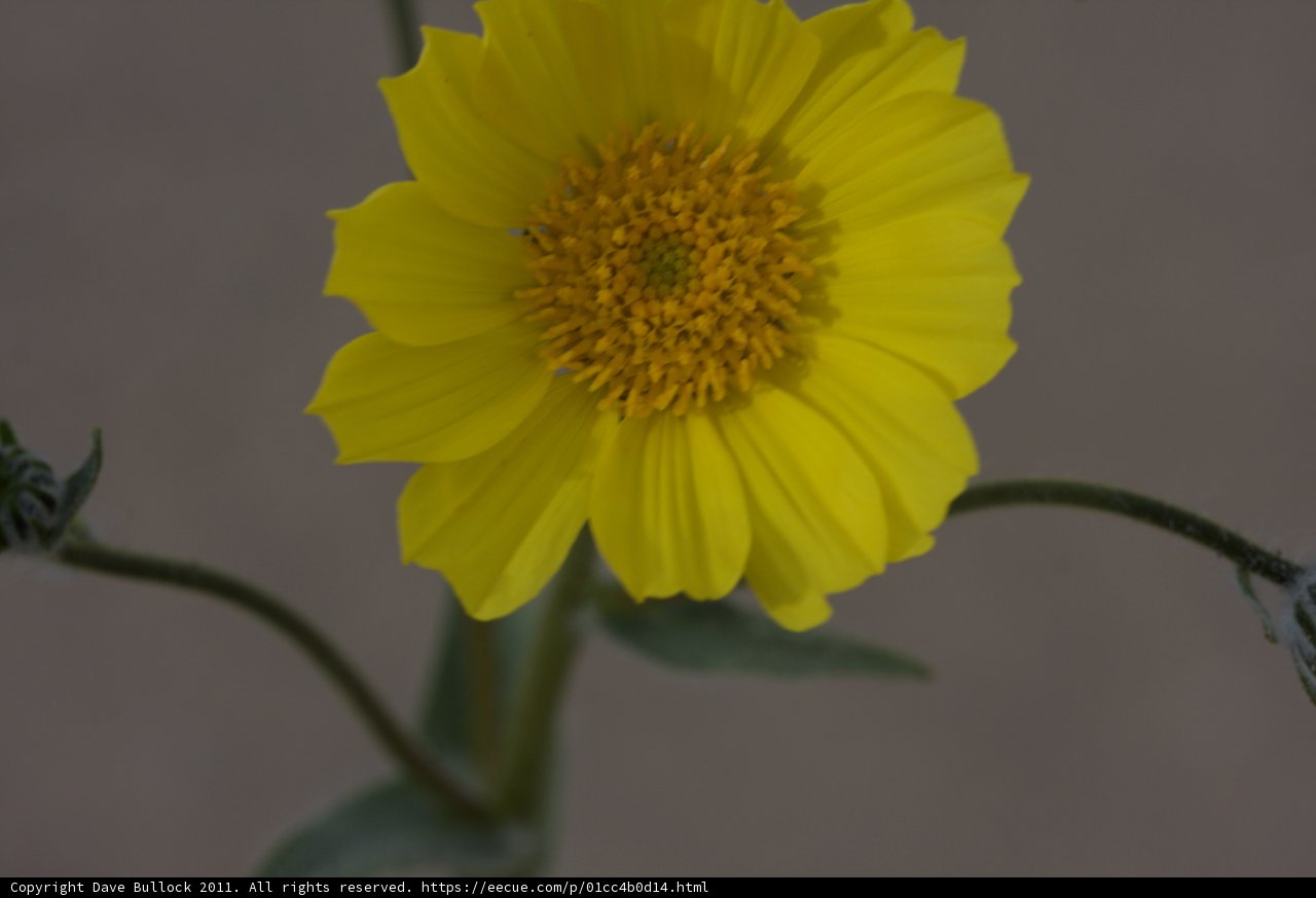 Sunshine Daisy