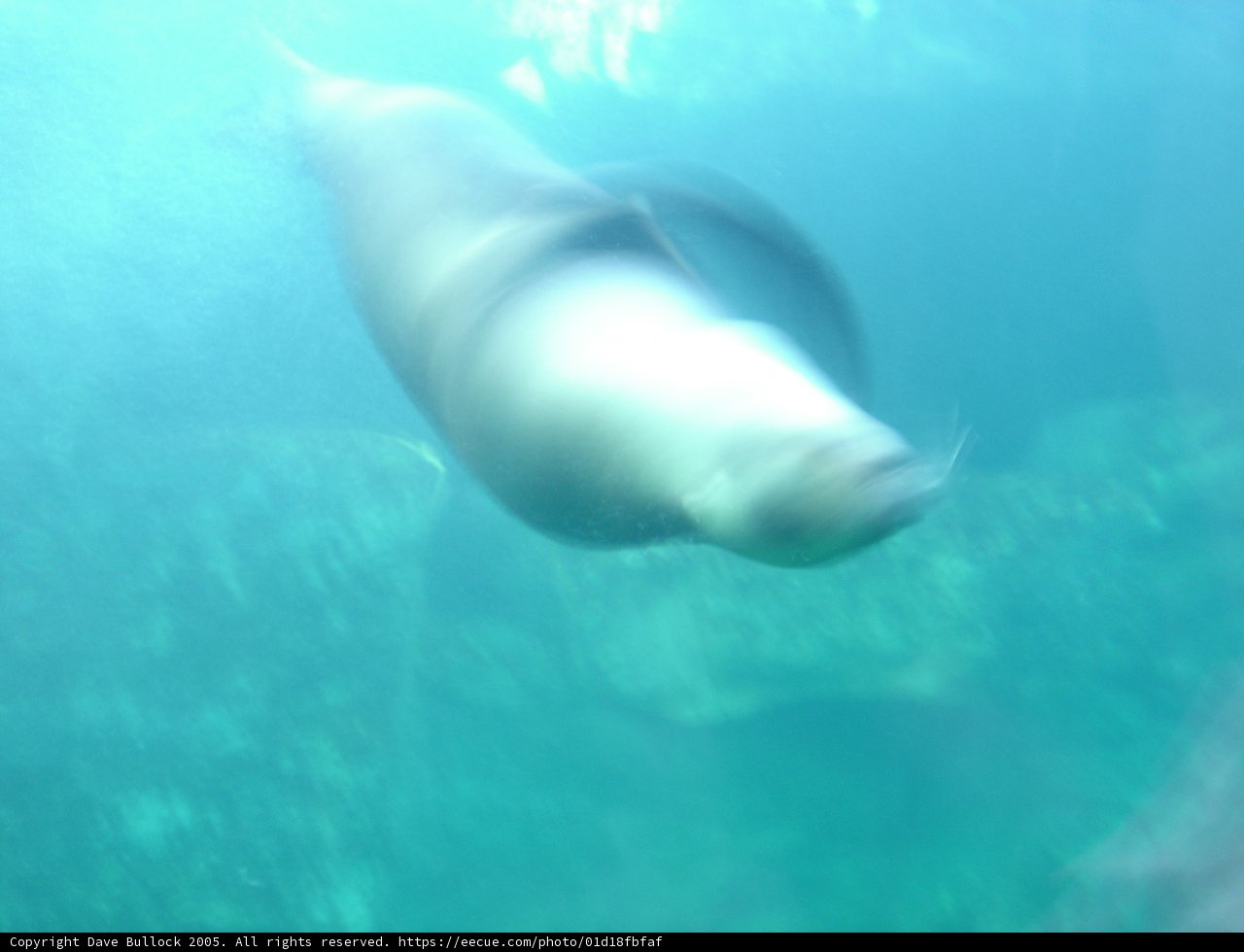 Graceful Sea Lion