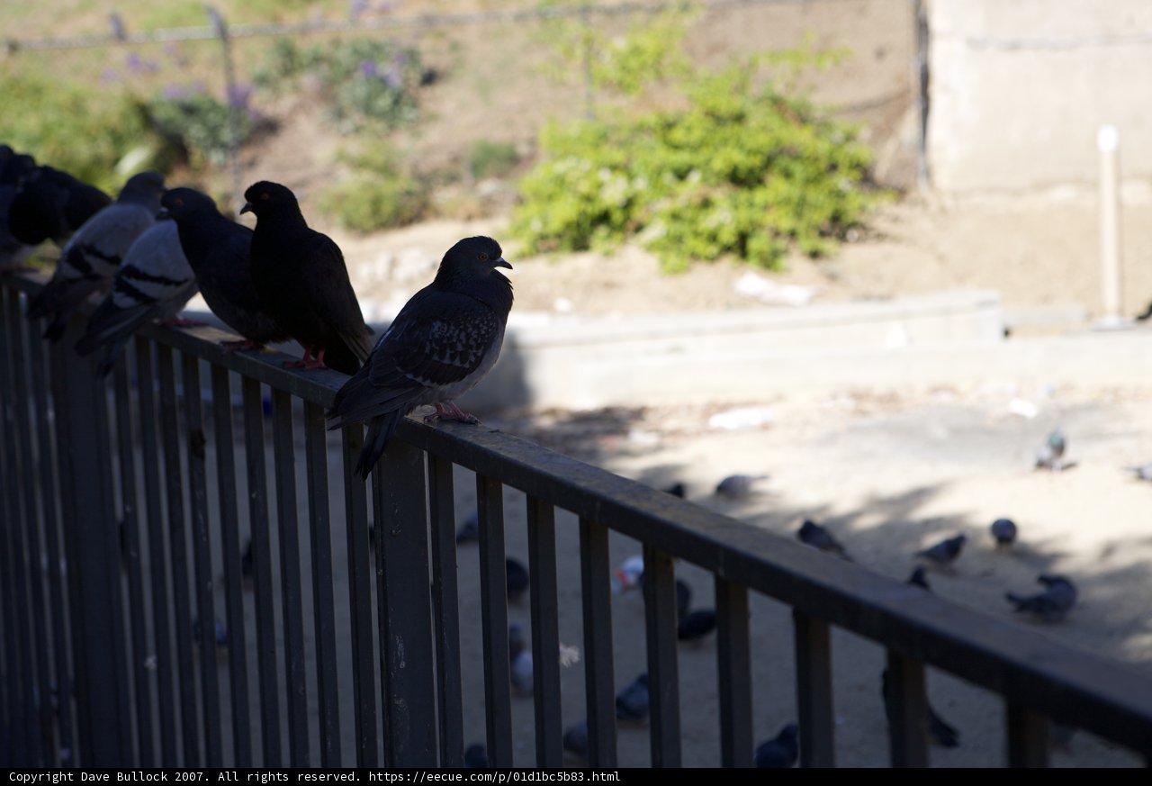 Feathered Friends on the Railing