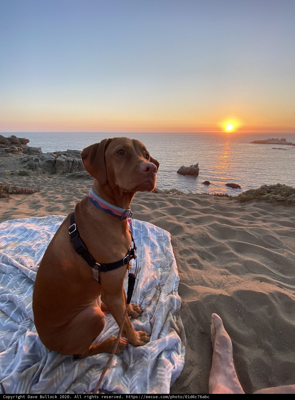 Beach Bliss with My Canine Companion