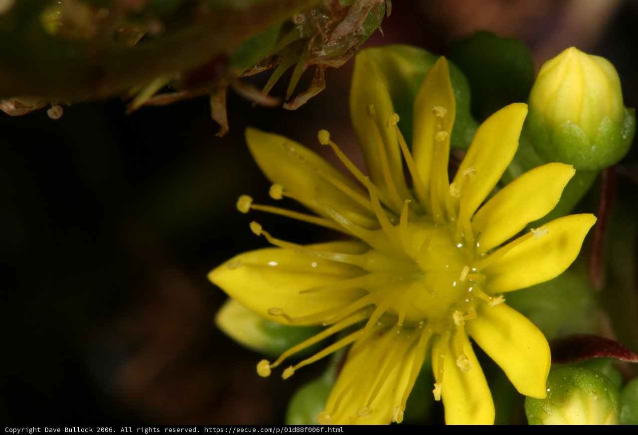 Yellow Geranium with Water Droplets