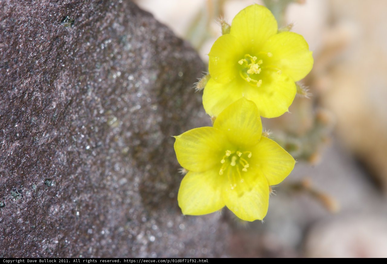 Sunny Blooms on the Rocks