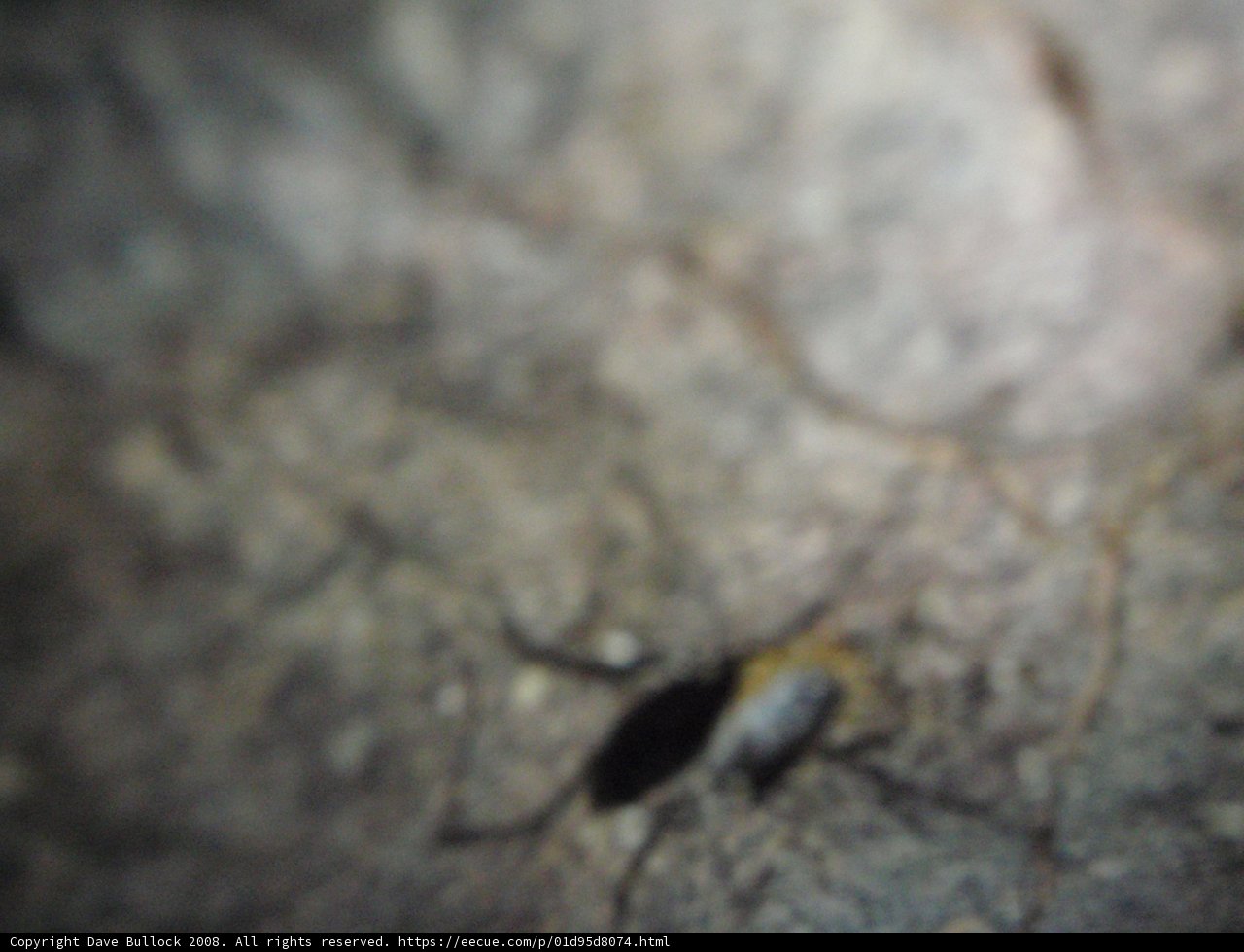 Cave-Crawling Arachnid