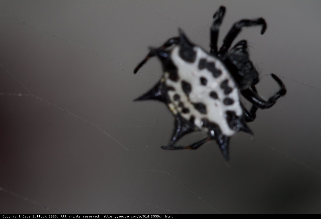 Garden Spider in Black and White