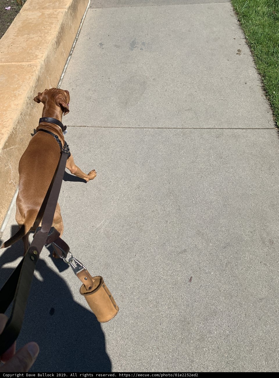 A Leashed Walk in the Park