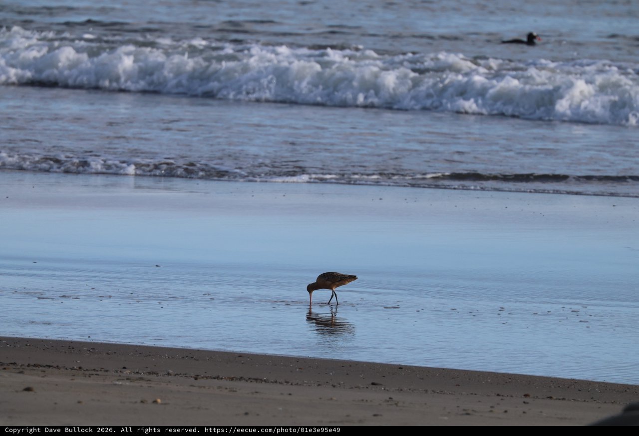 Shorebird Foraging in Shallow Surf at Twilight