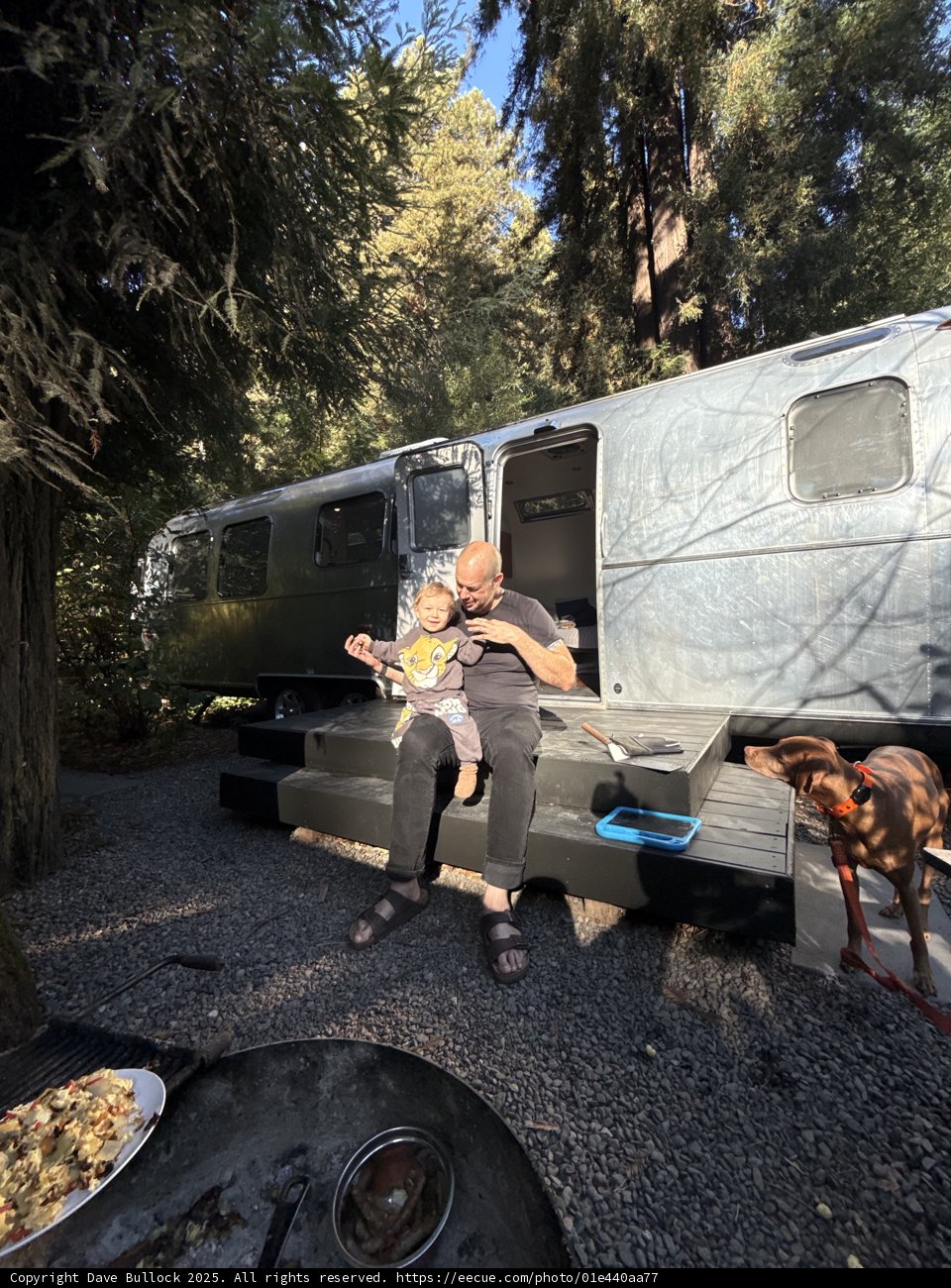 Sunlit Moments in the Redwoods