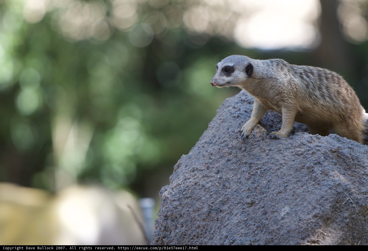 Meerkat on the Lookout