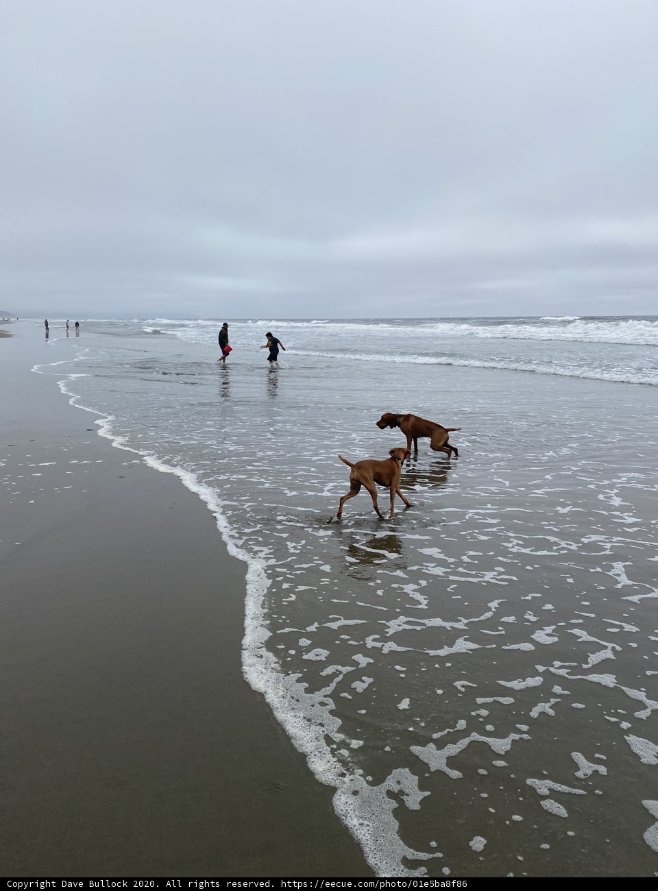 A Walk on the Beach with Man's Best Friend