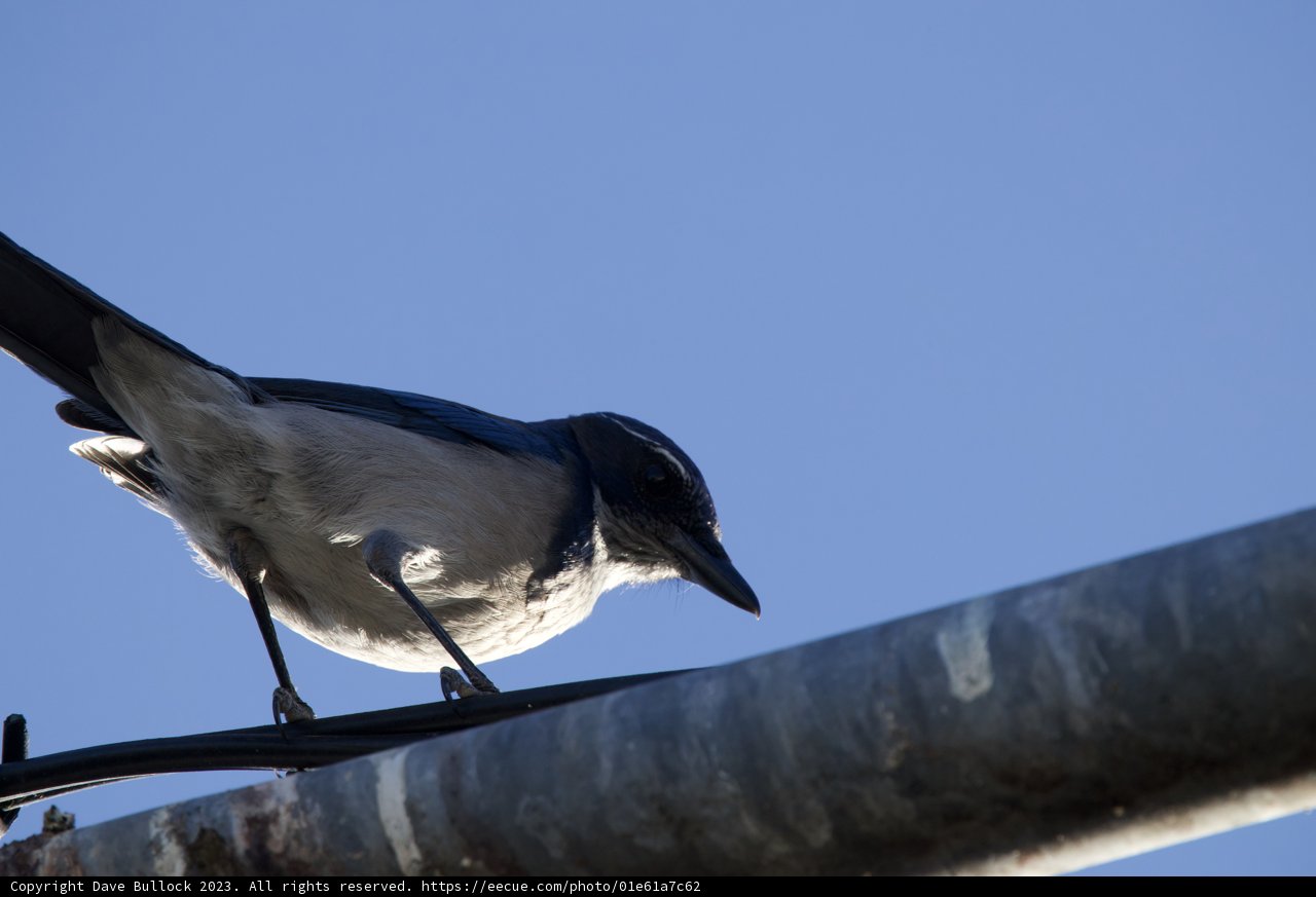 Morning Visitor