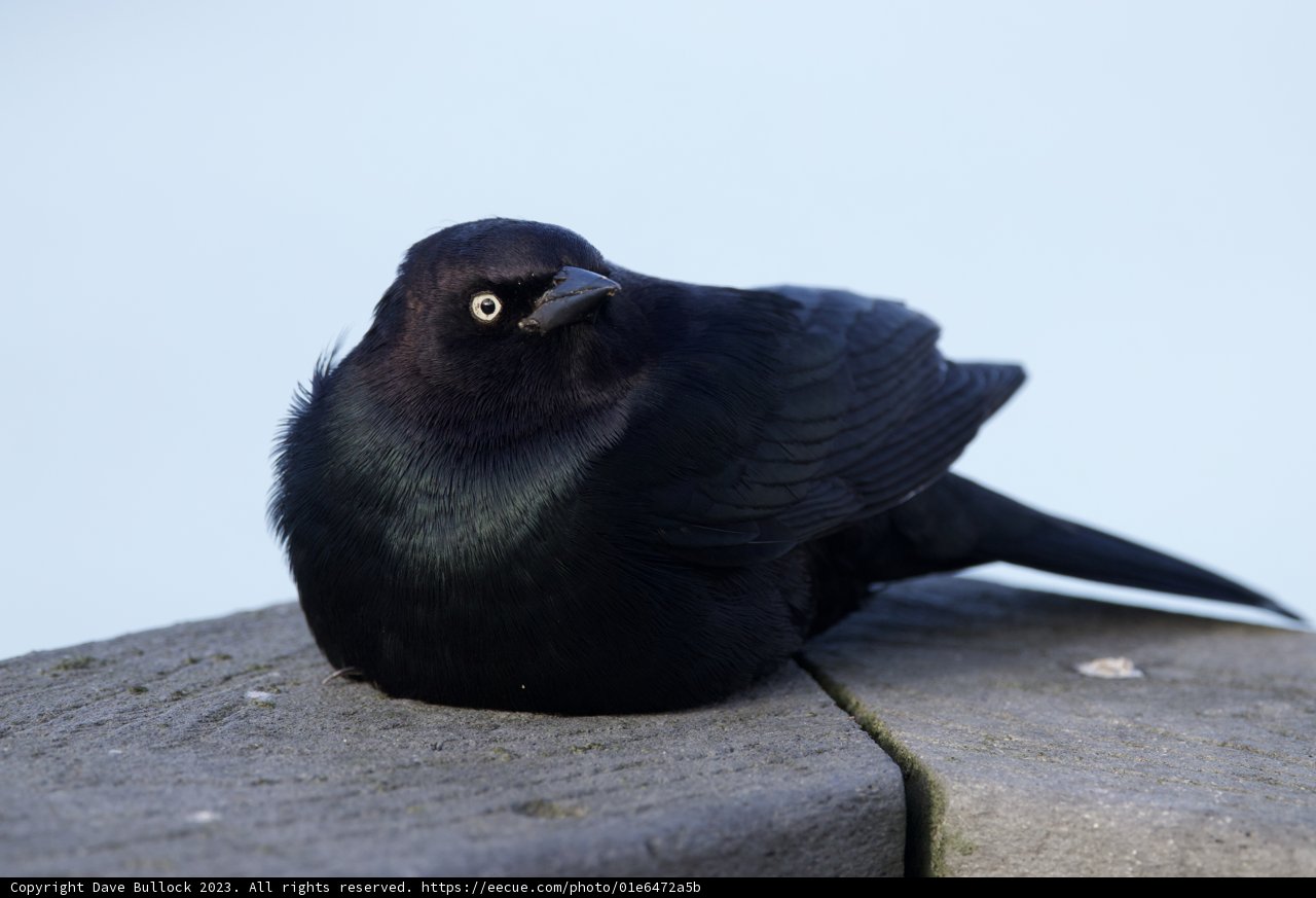 Gothic Watcher on the Pacifica Ledge