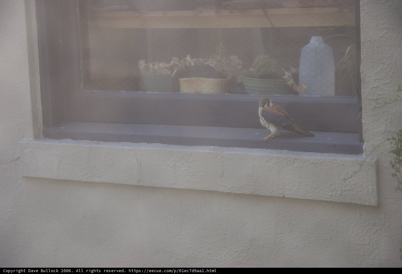 Window Perch