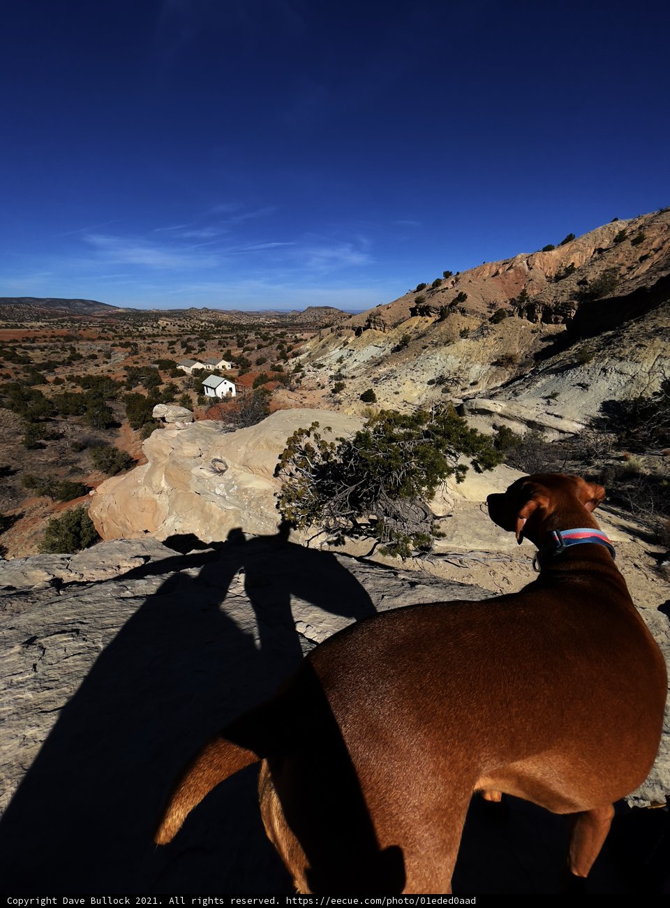 The Canine Overlook