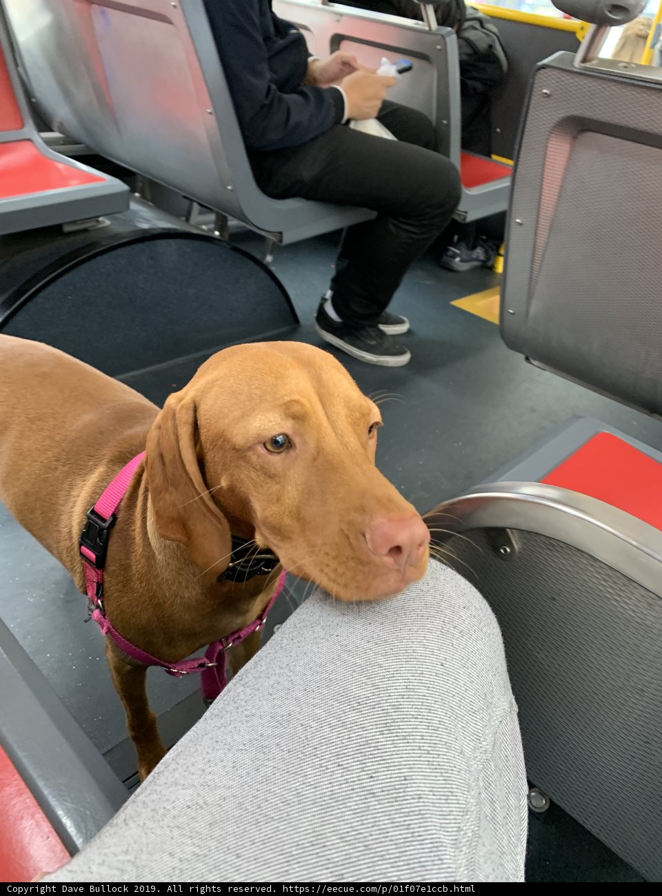 Furry Commuter