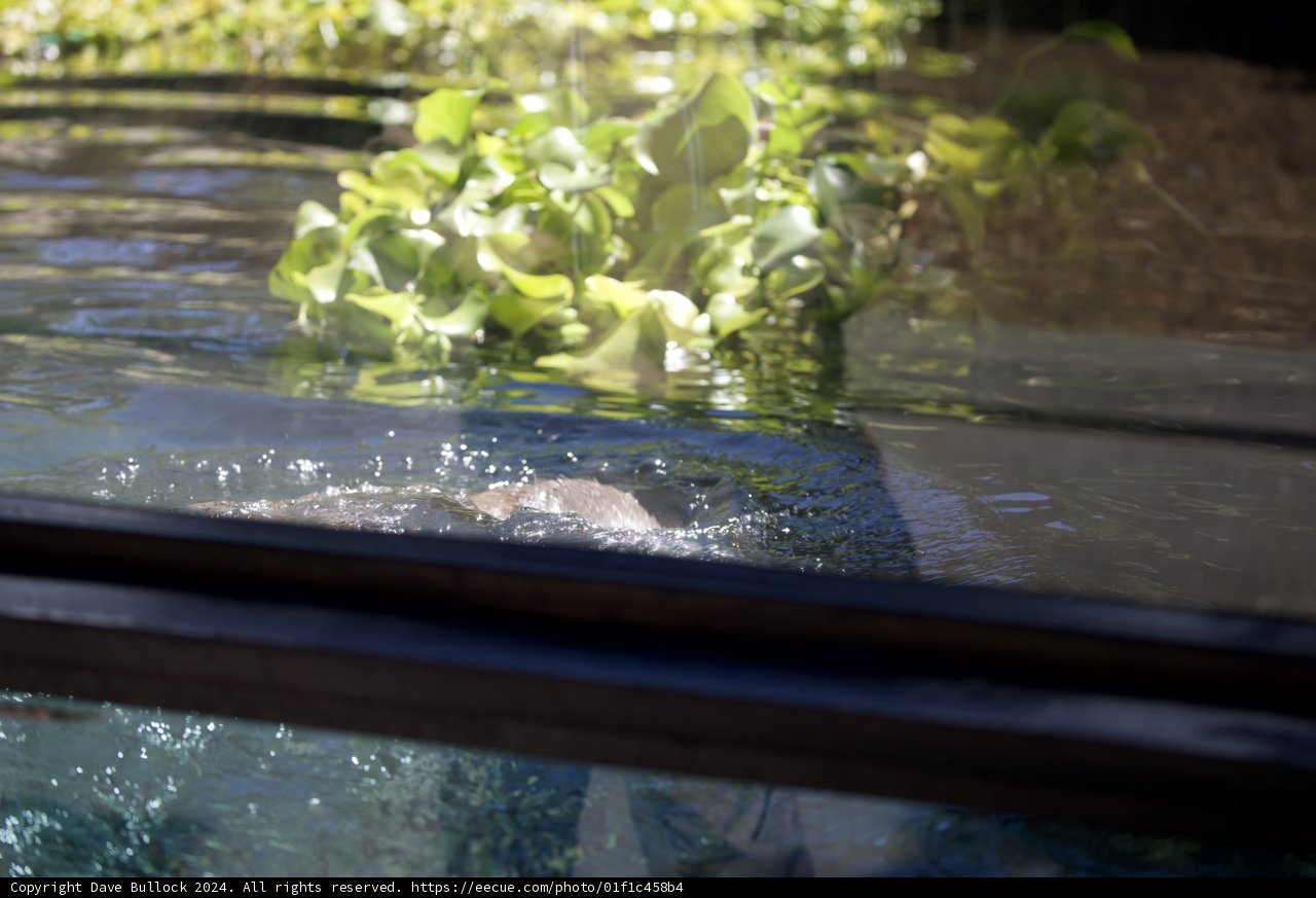 Serenity in the Swamp