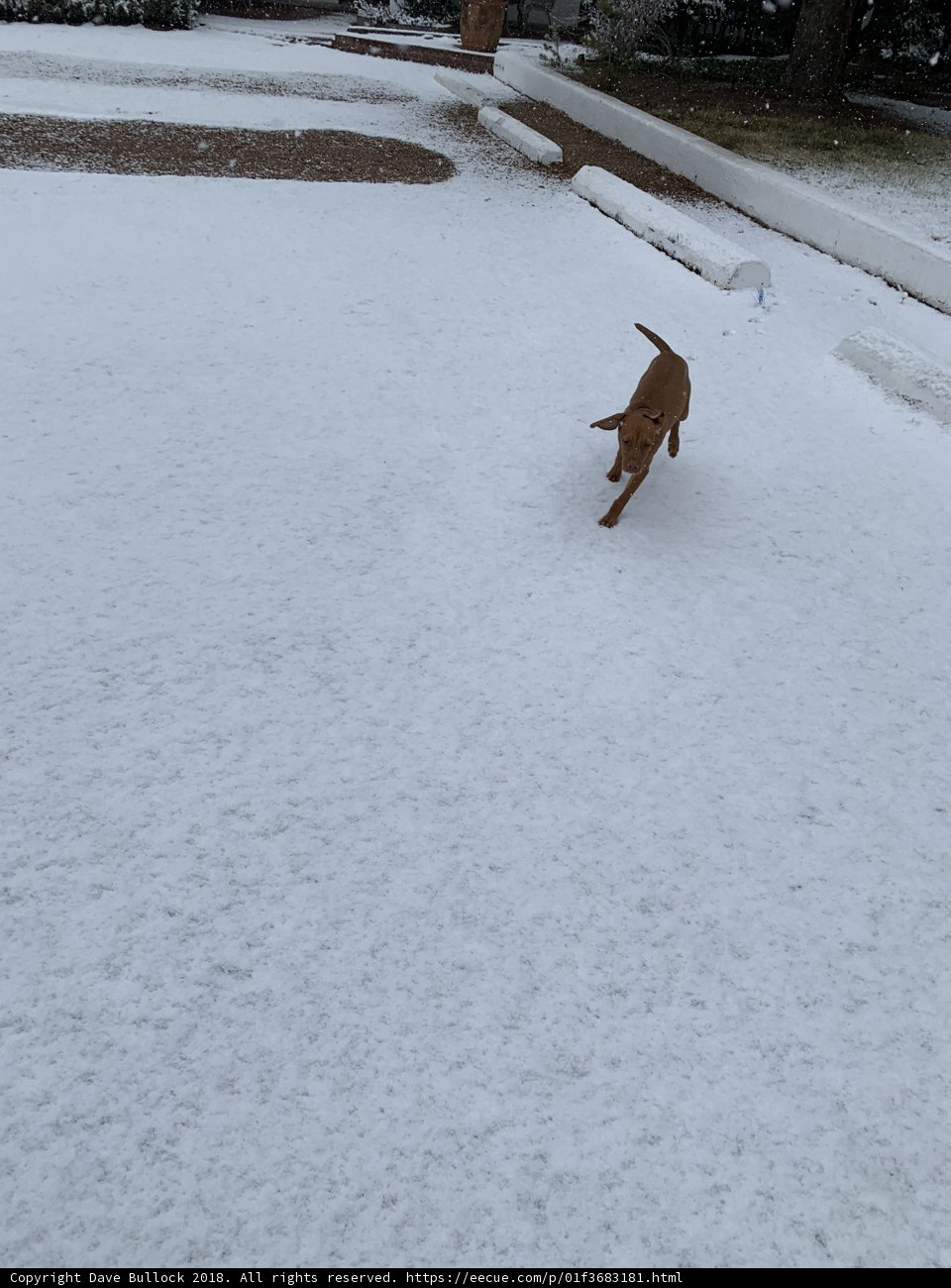 Winter Wonderland Run