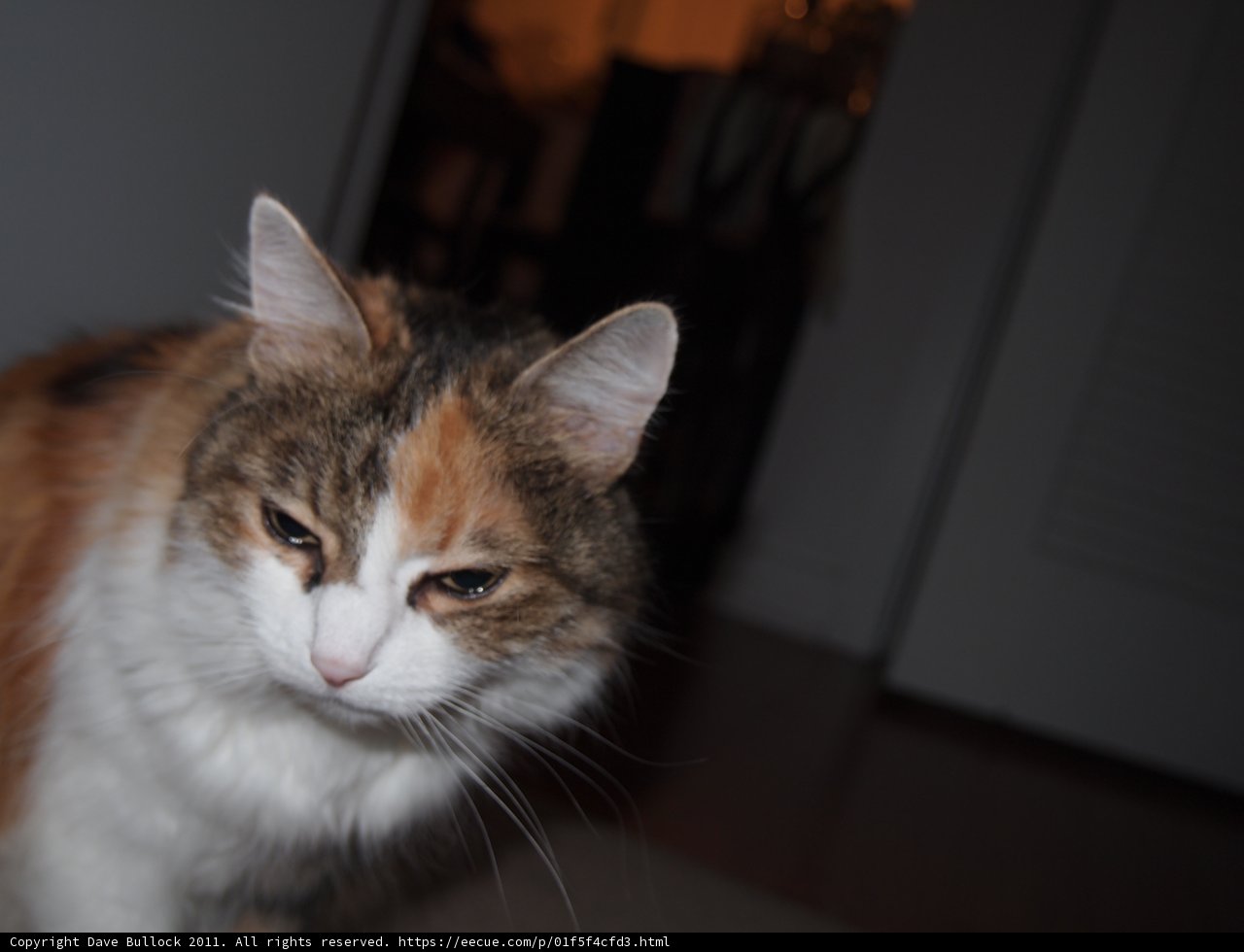 Feline Focus