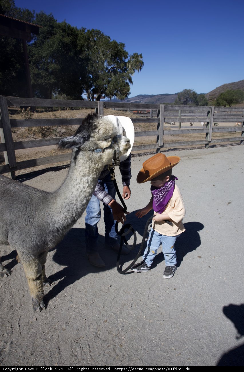 Little Cowboy's Adventure