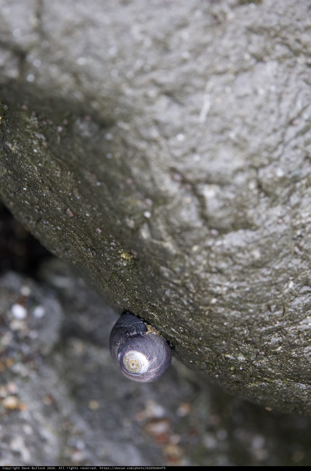 Periwinkle Snail Clinging to Rocky Coastal Boulder