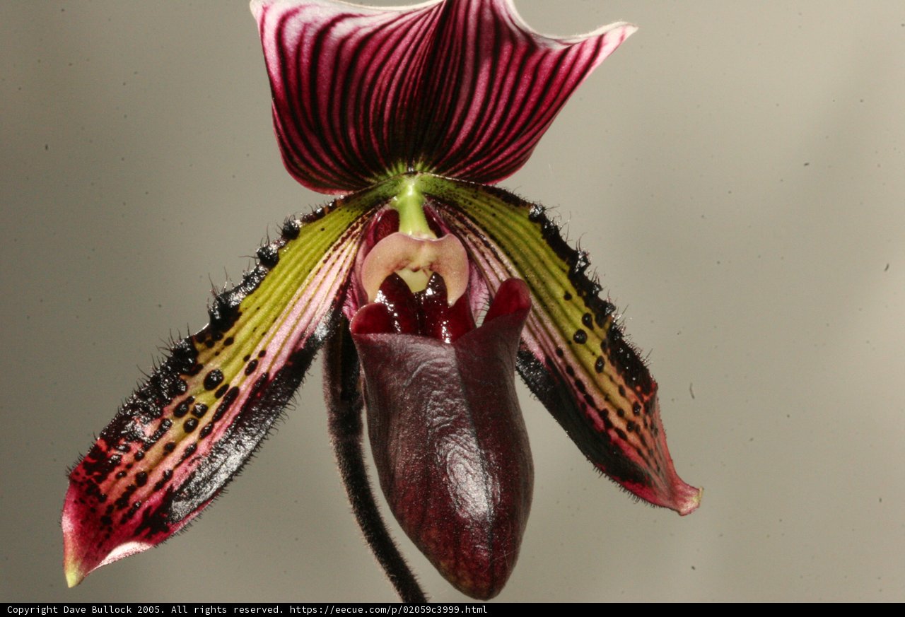 Delicate Orchid Flower with Long Stem