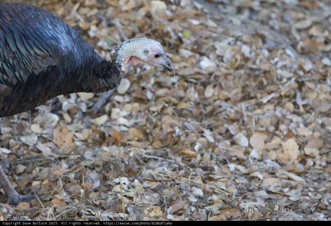 Woodland Raptor
