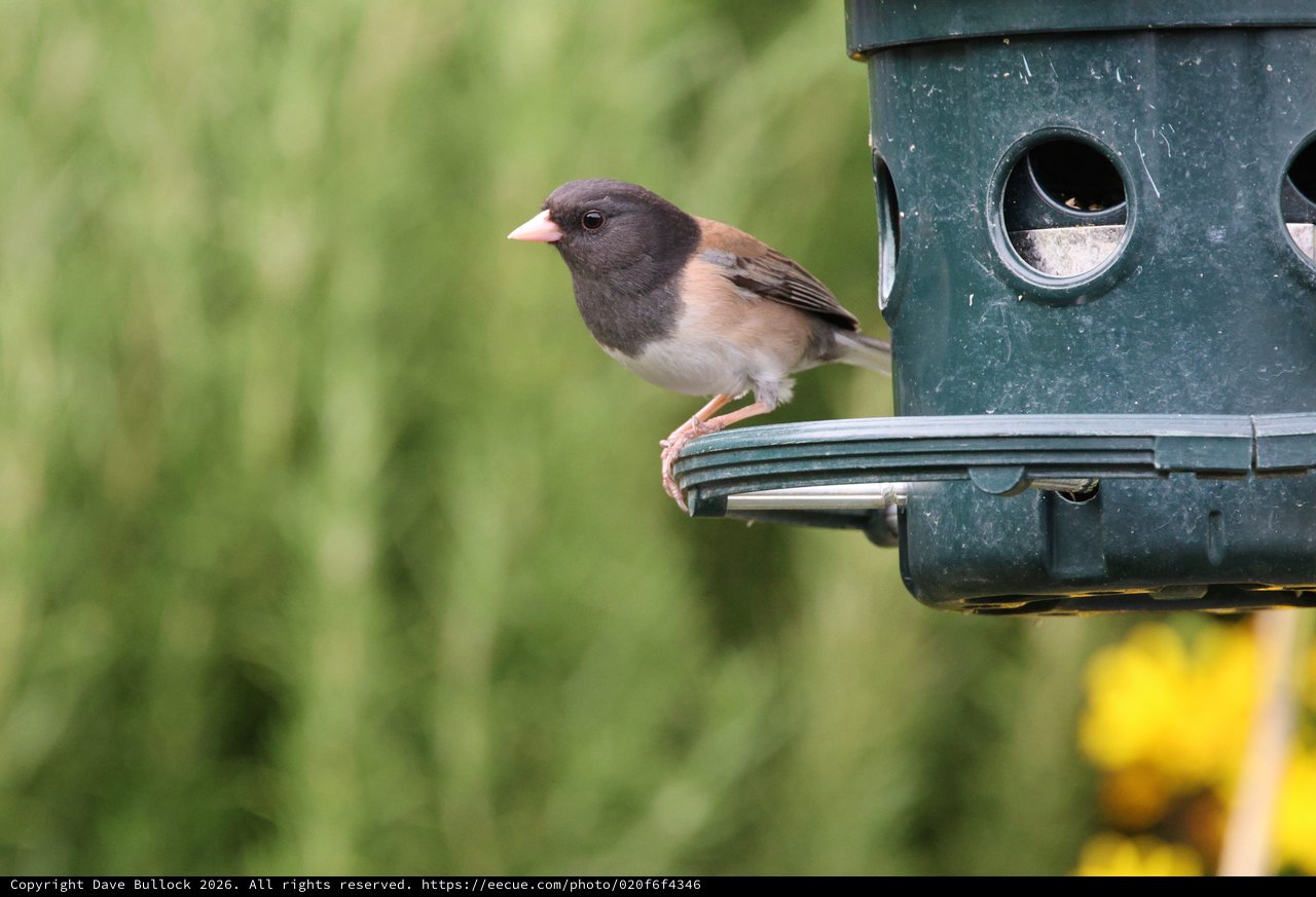 Dark-eyed Junco at Green Tube Feeder