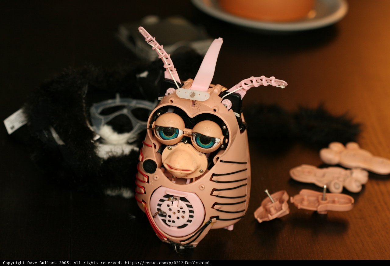 Owl on the Table