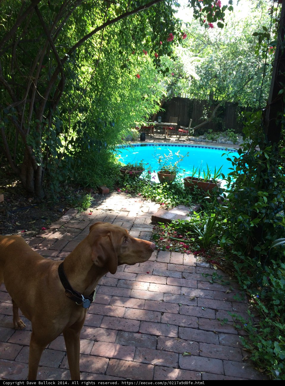 Poolside Pup