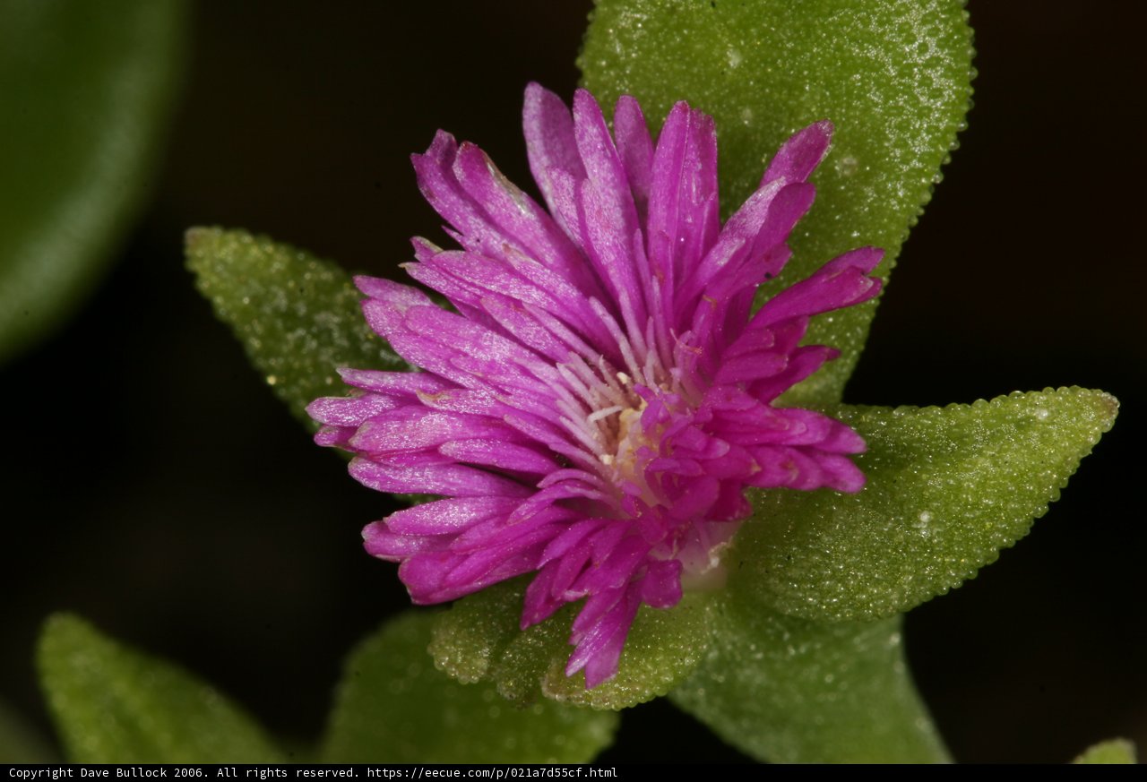 Pink Daisy Blossom