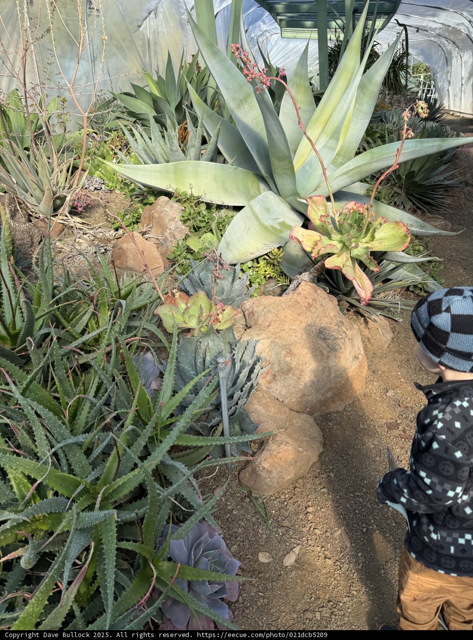Exploring the Gardens of Agave