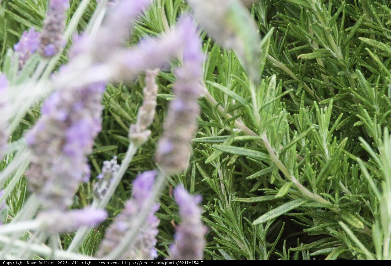 Aromatic Symphony: Lavender and Rosemary