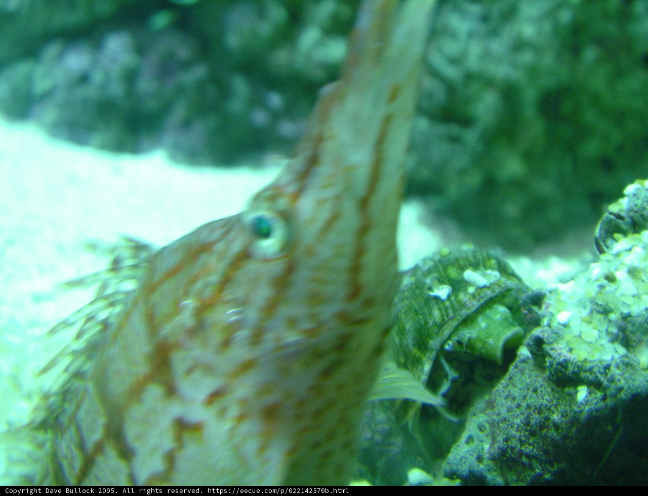 Magnificent Long-Tailed Fish in Coral Reef