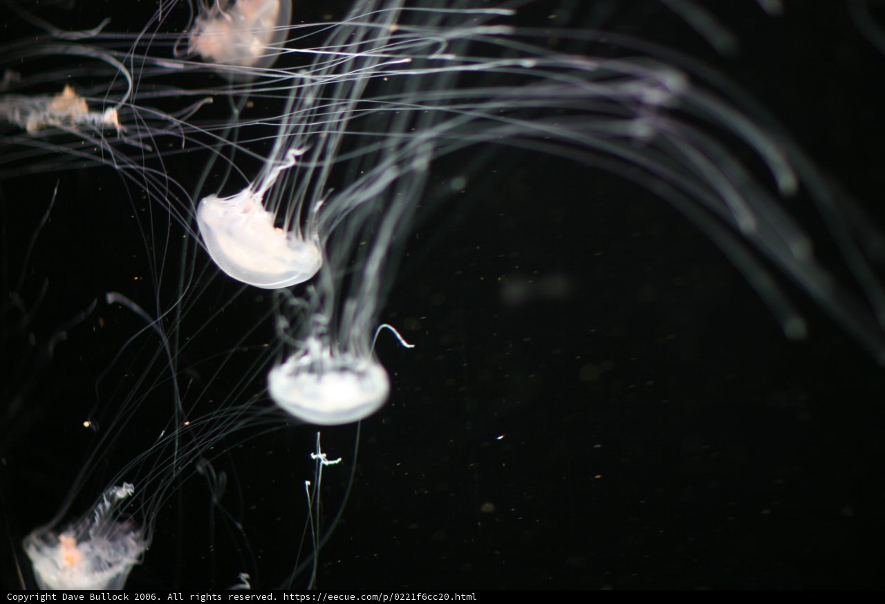 Dancing in the Sea: A group of jellyfish