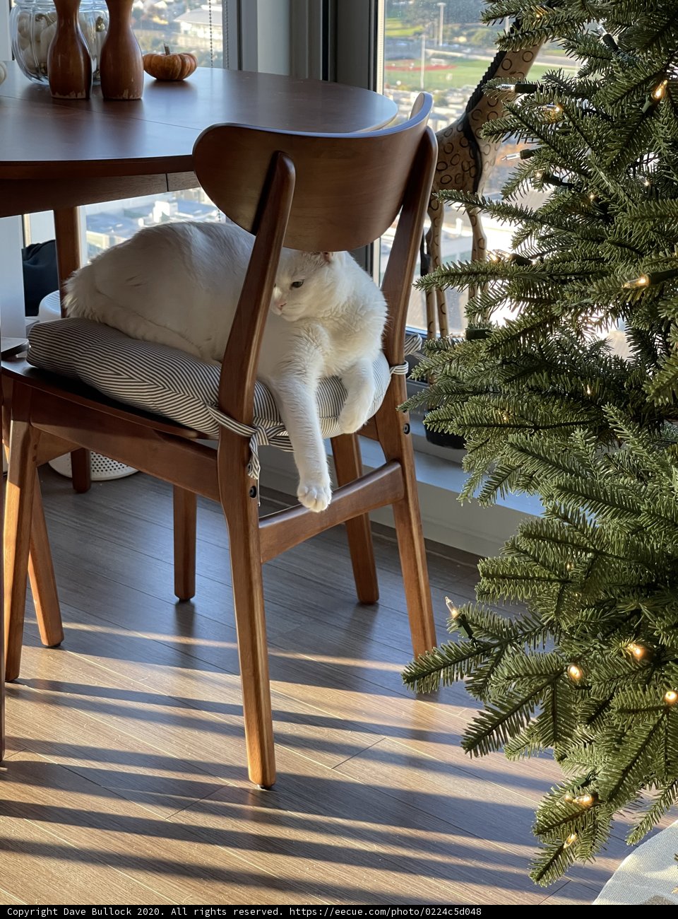 Feline Festivities