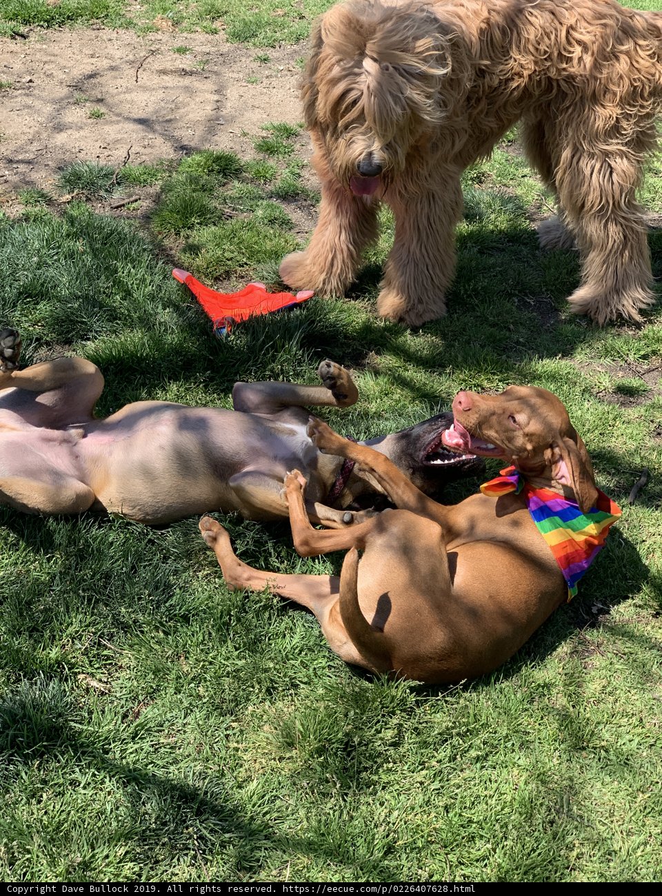 Playtime in the Grass