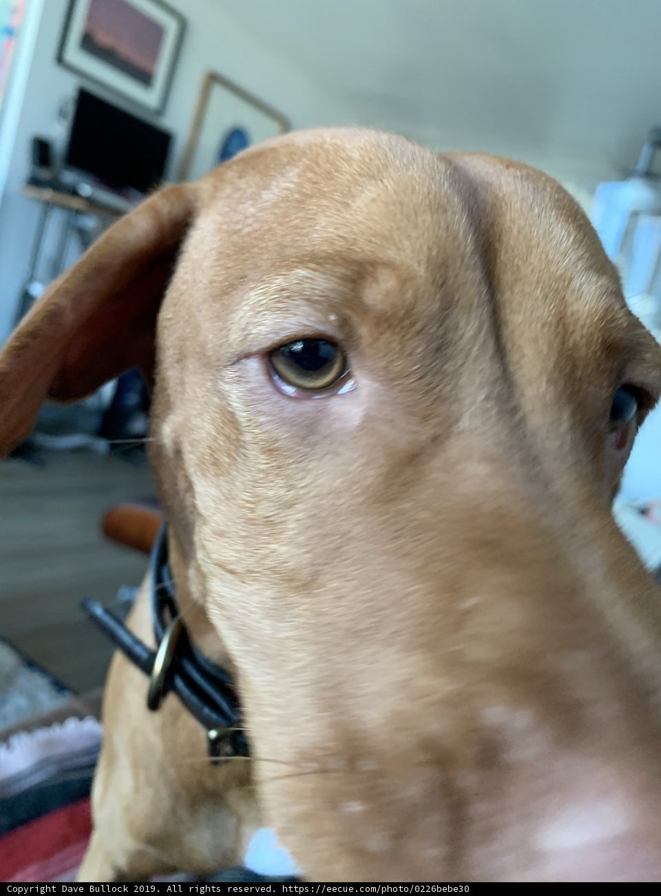 Friendly Furry Vizsla