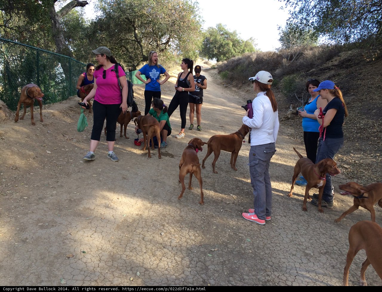 Dog-Walking Adventure