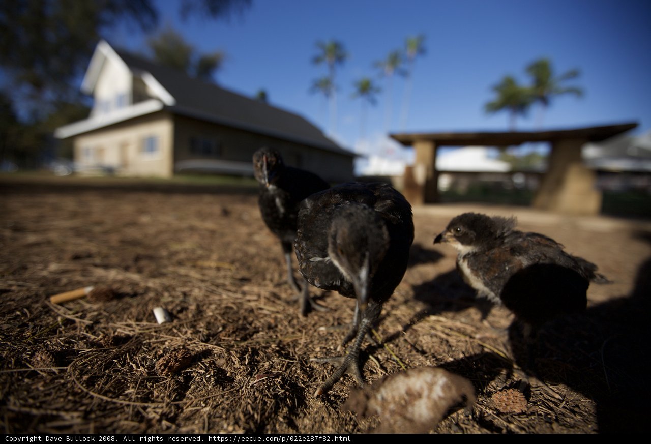 Chickens on a Rural Landscape
