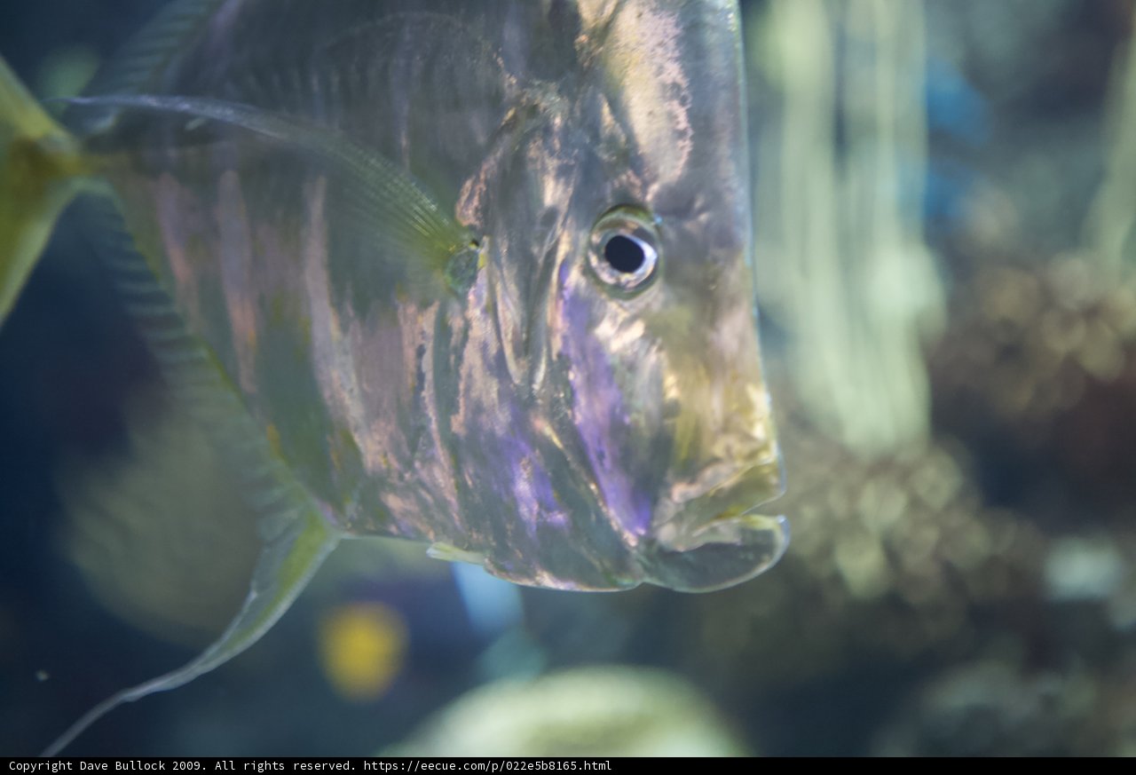 Purple Fish