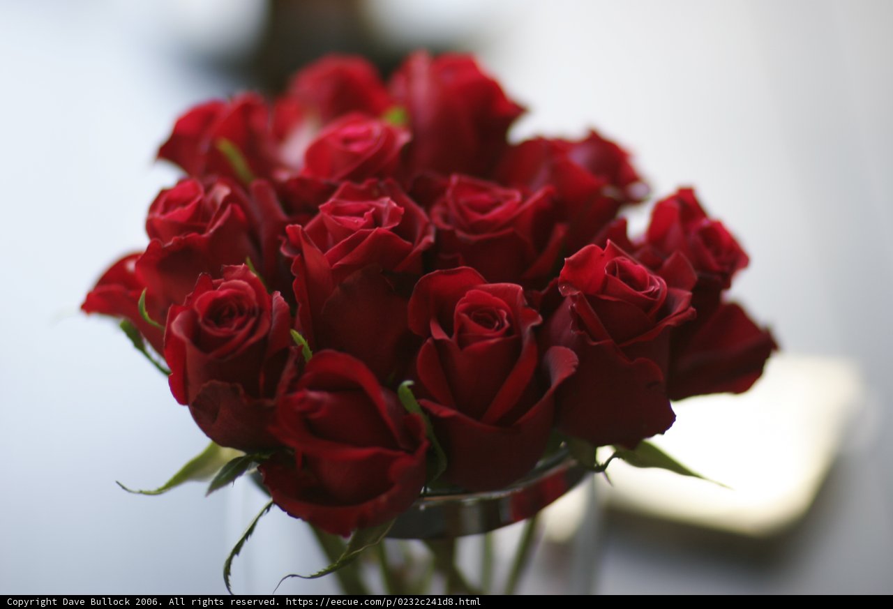 A Bouquet of Red Roses