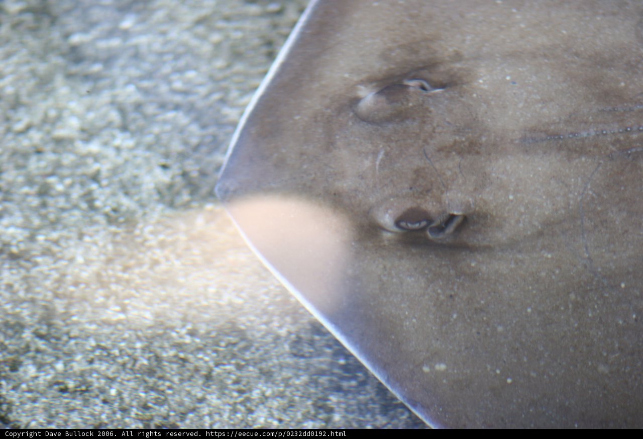 Up Close and Personal with a Stingray