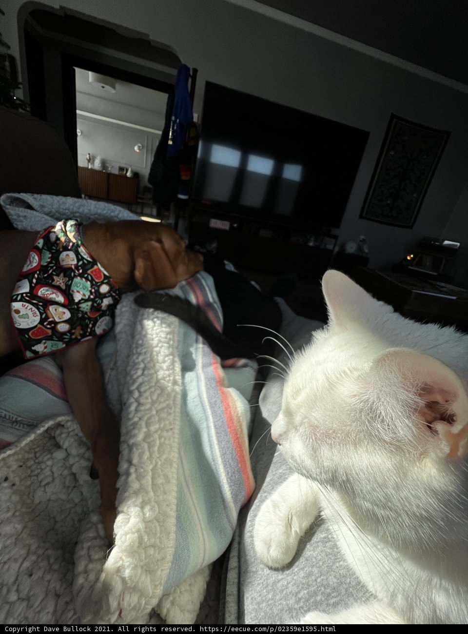 Feline and Canine Companions