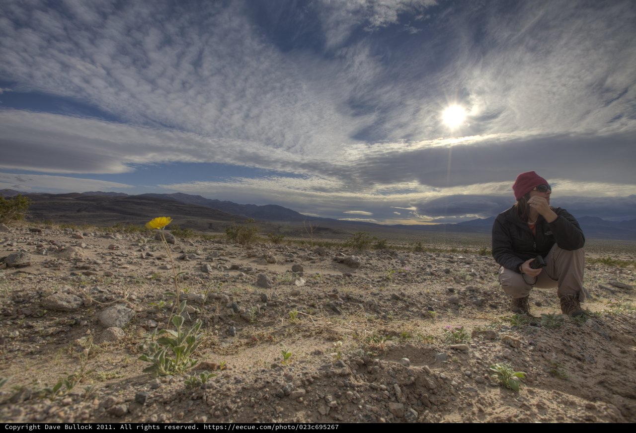 Lone Desert Bloom: Photographer Discovers Solitary Wildflower