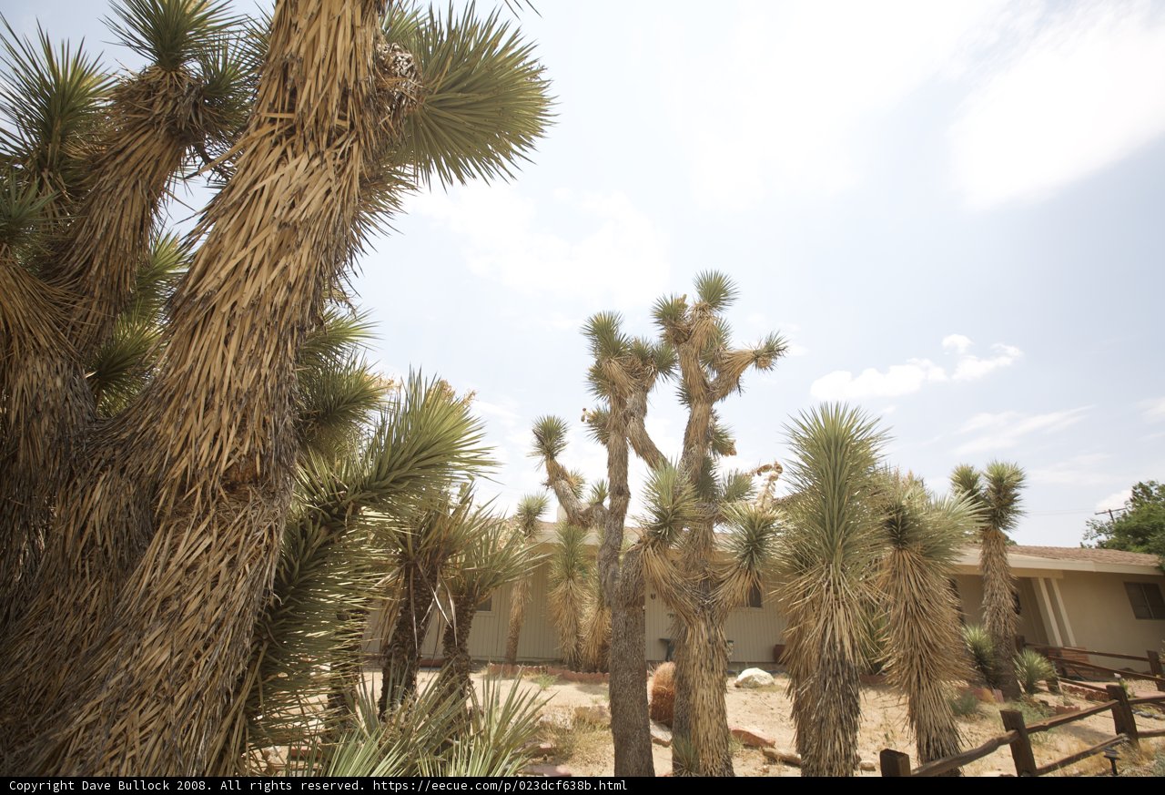 Desert Cactus Oasis