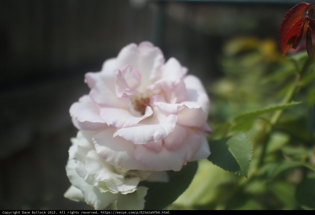 A Close Encounter with a Pink Rose